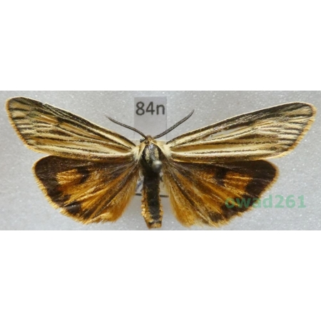 Coscinia striata  (Linnaeus, 1758) male Czech84n
